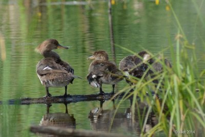 Harle couronne (Hooded merganser)
