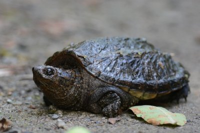 Tortue serpentine, jeune (Snapping turtle)