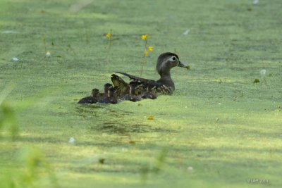 Canard branchu (Wood duck)