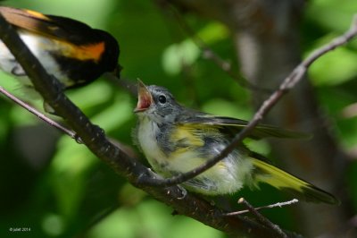 Paruline flamboyante (American Redstart)