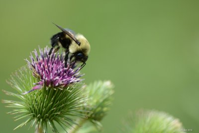 Bourdon (Bumble bee)