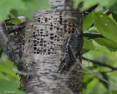 Pic macul jeune (Yellow-bellied sapsucker)