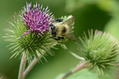 Bourdon (Bumble bee)