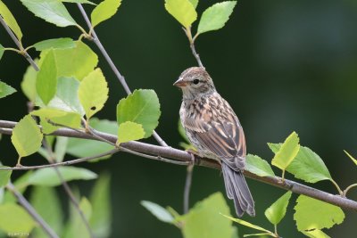 Bruant chanteur jeune (Song sparrow)
