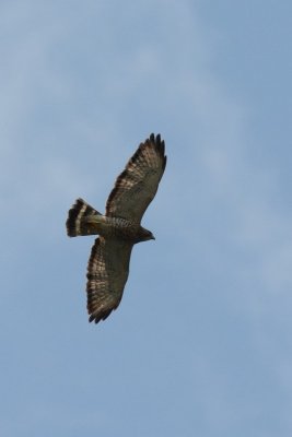 Petite buse (Broad-winged hawk)