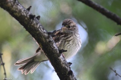 Bruant familier (Chipping sparrow)
