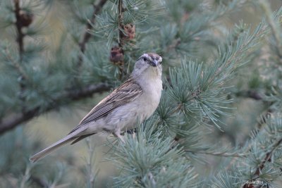 Bruant familier (Chipping sparrow)