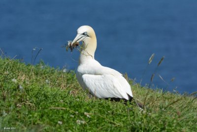 Fou de Bassan (Northern gannet)