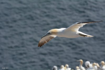Fou de Bassan (Northern gannet)