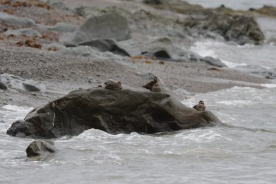 Arlequin plongeur (Harlequin duck)