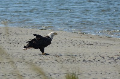 Pygargue  tte blanche (Bald eagle)