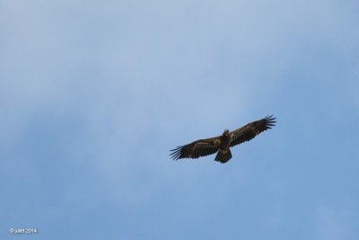 Pygargue  tte blanche (Bald eagle)