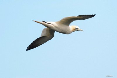 Fou de Bassan (Northern gannets)