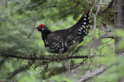 Ttra du Canada (Spruce grouse)