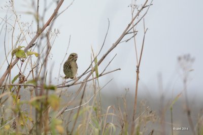 Bruant de Nelson (Nelson sparrow)