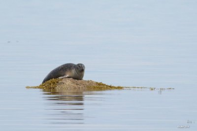 Phoque commun (Harbour seal)