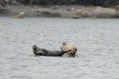 Phoque commun (Harbour seal)