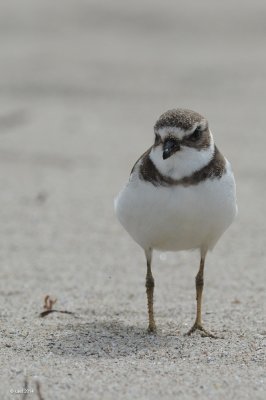 Pluvier semipalm (Semipalmated plover)