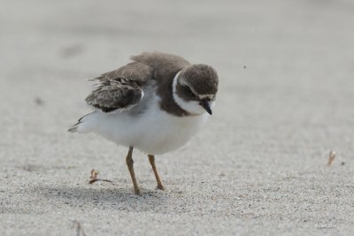 Pluvier semipalm (Semipalmated plover)