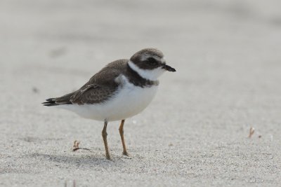 Pluvier semipalm (Semipalmated plover)