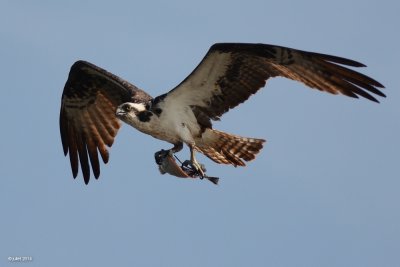 Balbuzard pêcheur (Osprey)