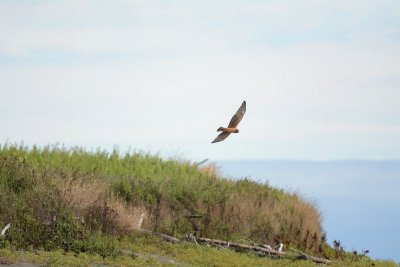 Busard des marais (Northern harrier)