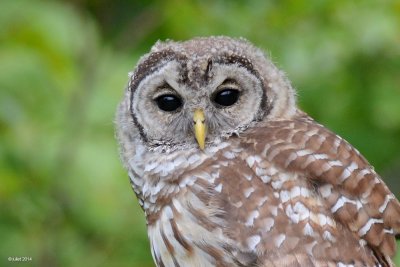 Chouette raye (Barred owl)