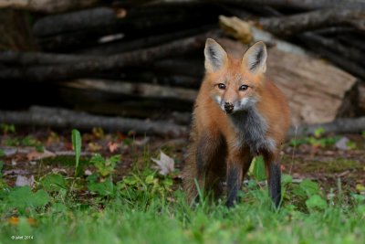 Renard roux (Red fox)