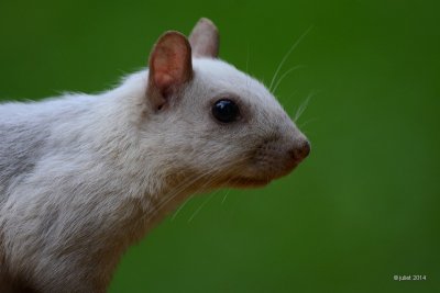 cureuil  gris (Grey squirrel)