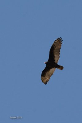 Urubu (Turkey vulture)