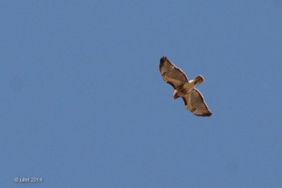 Buse à queue rousse (Red-tailed hawk)
