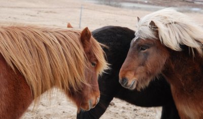 Cheval Islandais (Icelandic horses)