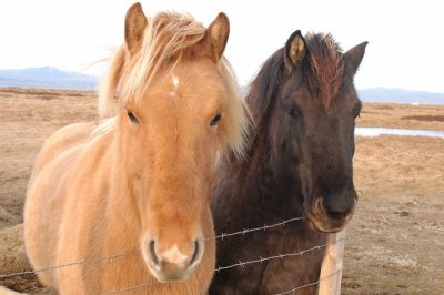 Cheval Islandais (Icelandic horses)