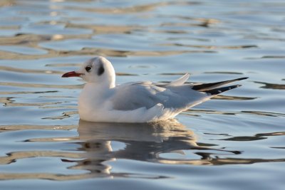 Mouette rieuse adulte hiver (Black-headed gull adult winter) 