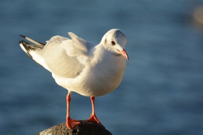 Mouette rieuse adulte hiver (Black-headed gull adult winter) 