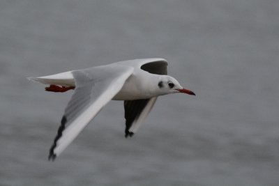 Mouette rieuse adulte hiver (Black-headed gull adult winter) 