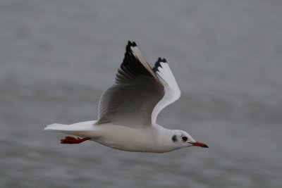 Mouette rieuse adulte hiver (Black-headed gull adult winter) 