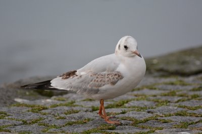 Mouette rieuse (Black-headed gull)