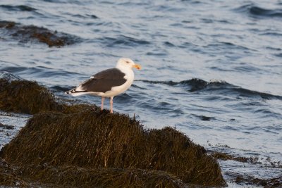 Goland marin (Great black-backed gull)