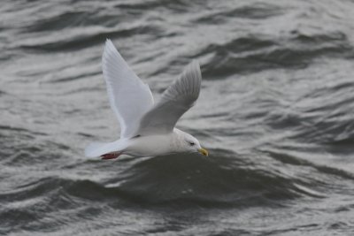 Goéland à ailes blanches (Iceland Gull)