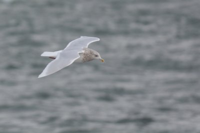 Goéland à ailes blanches (Iceland Gull)