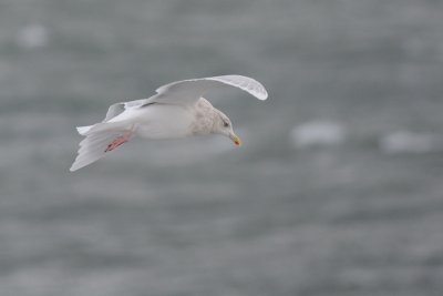 Goland  ailes blanches (Iceland Gull)
