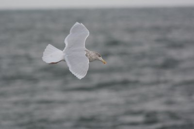 Goéland bourgmestre (Glaucous gull)