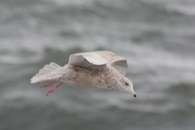 Goéland bourgmestre (Glaucous gull)