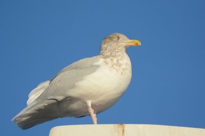 Goéland bourgmestre (Glaucous gull)