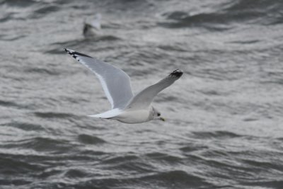 Goéland cendré (Common gull)