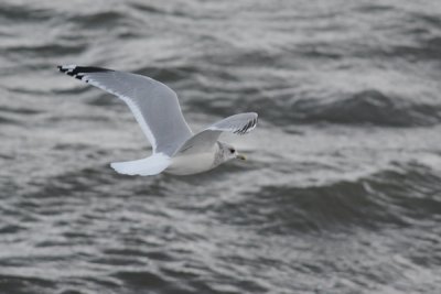 Goéland cendré (Common gull)