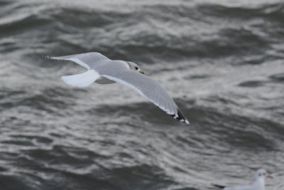 Goéland cendré (Common gull)