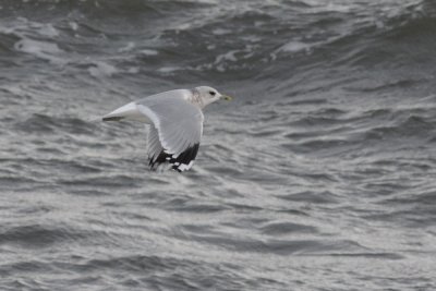 Goéland cendré (Common gull)