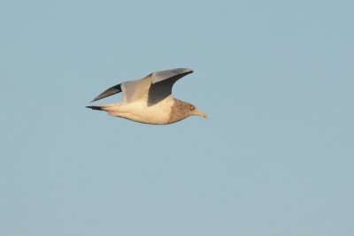 Nelson's Gull: European Herring Gull x Glaucous Gull